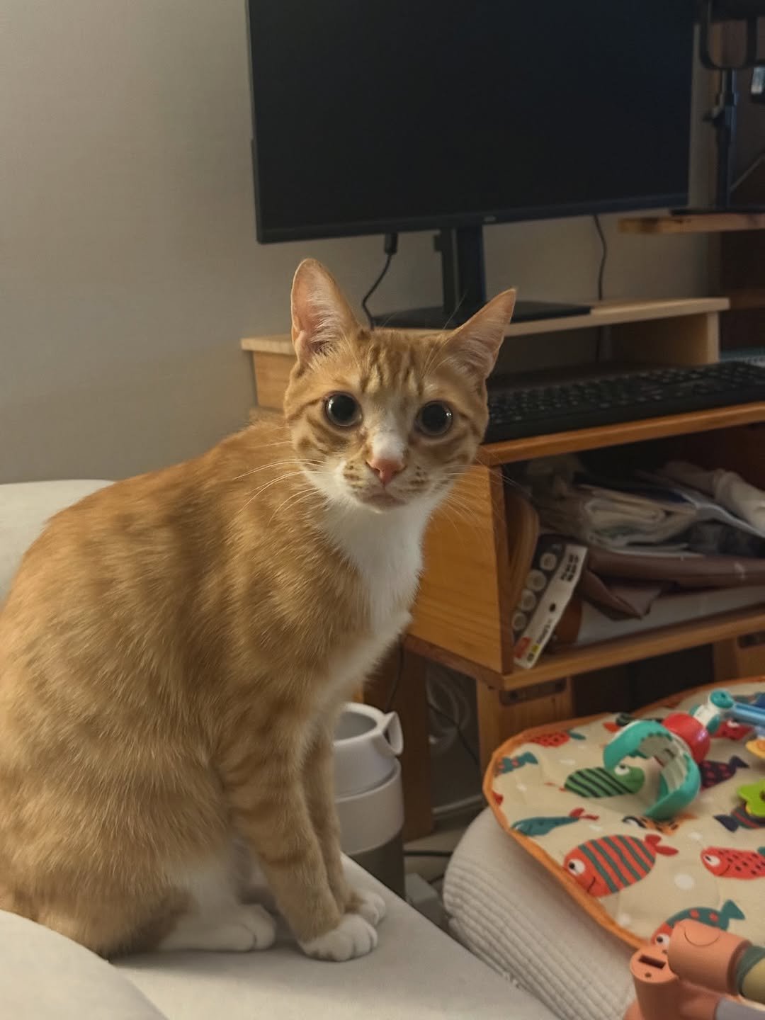 Photo by 그냥 on April 09, 2026. May be an image of kitten and text.