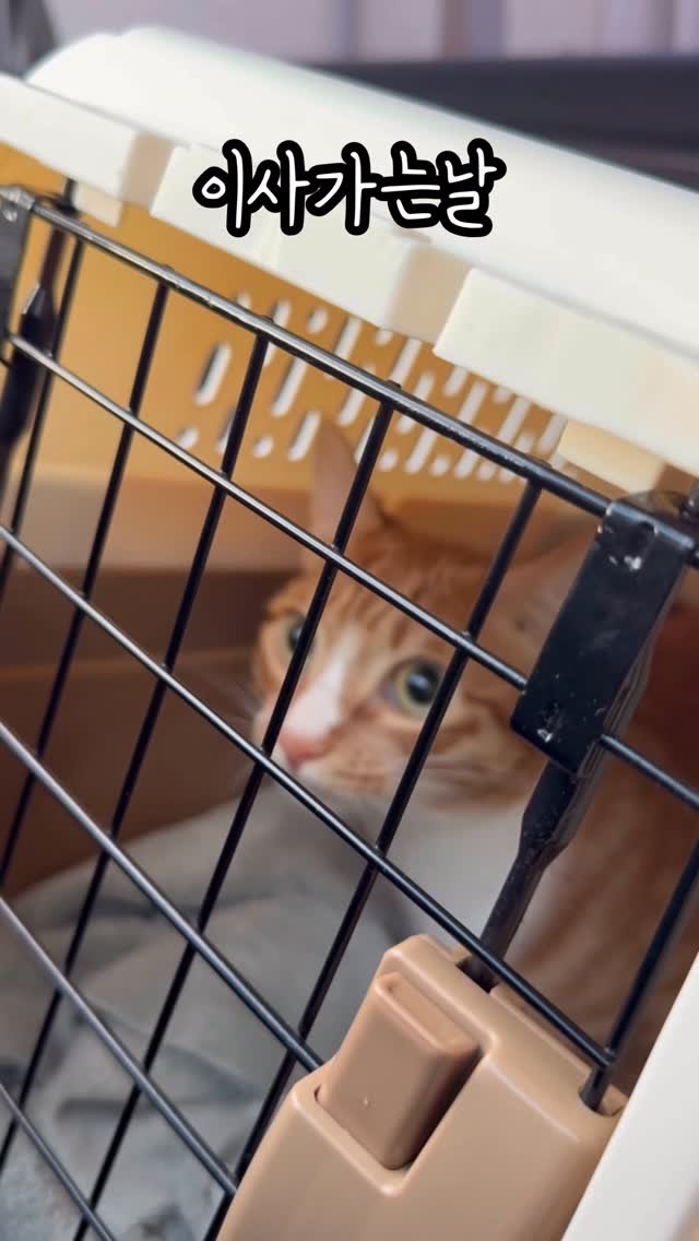 just_yi_yo 게시물 이미지: 합창해줄게 얼른가자...
.
.
.
.
.
.
.
#고양이 #cat...