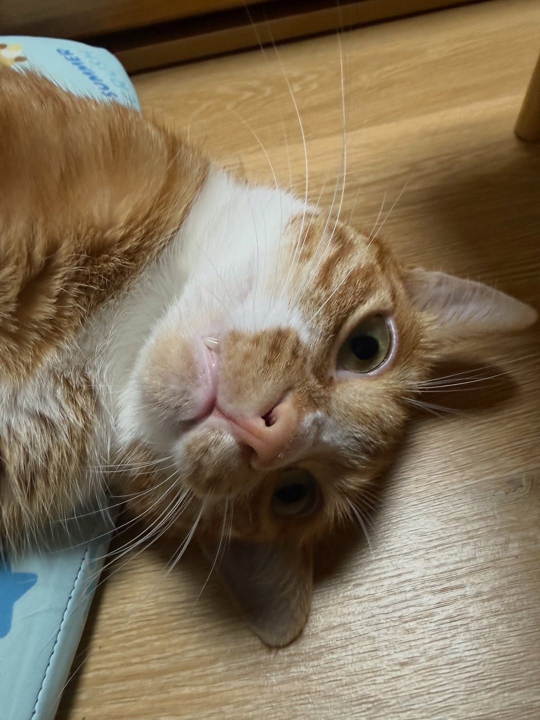 Photo by 그냥 on September 30, 2025. May be an image of Abyssinian cat, kitten and text.