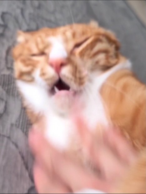 Photo by 그냥 on October 29, 2025. May be an image of kitten and text.