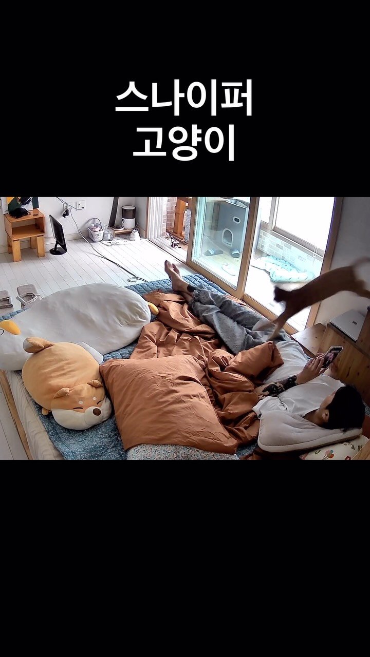 just_yi_yo 게시물 이미지: 좀 다른곳에 뛰라 몇번째고 사격하는게
.
.
.
.
.
.
.
.
.
.
#고양이...