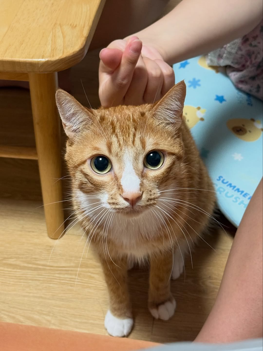 Photo by 그냥 on September 25, 2025. May be an image of kitten, Abyssinian cat and text.