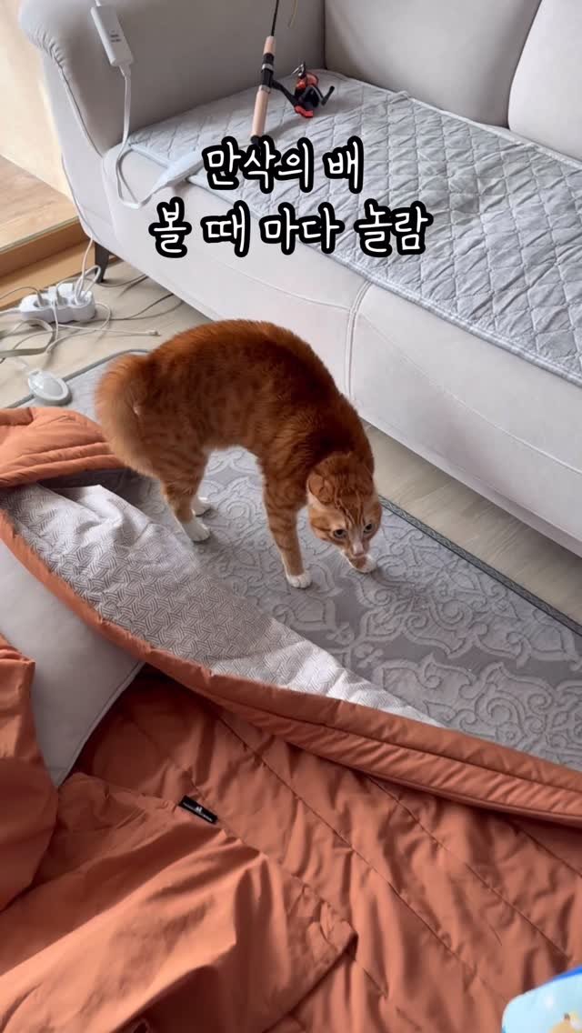 just_yi_yo 게시물 이미지: 태어나면 잘지내보자 이쁜이들👶🏻
.
.
.
.
.
.
.
.
.
#고양이 #cat...