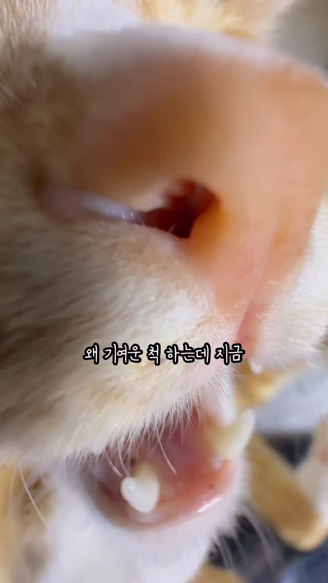 just_yi_yo 게시물 이미지: 브이로그 
.
.
.
.
.
.
.
.
.
#고양이 #cat #catlover...