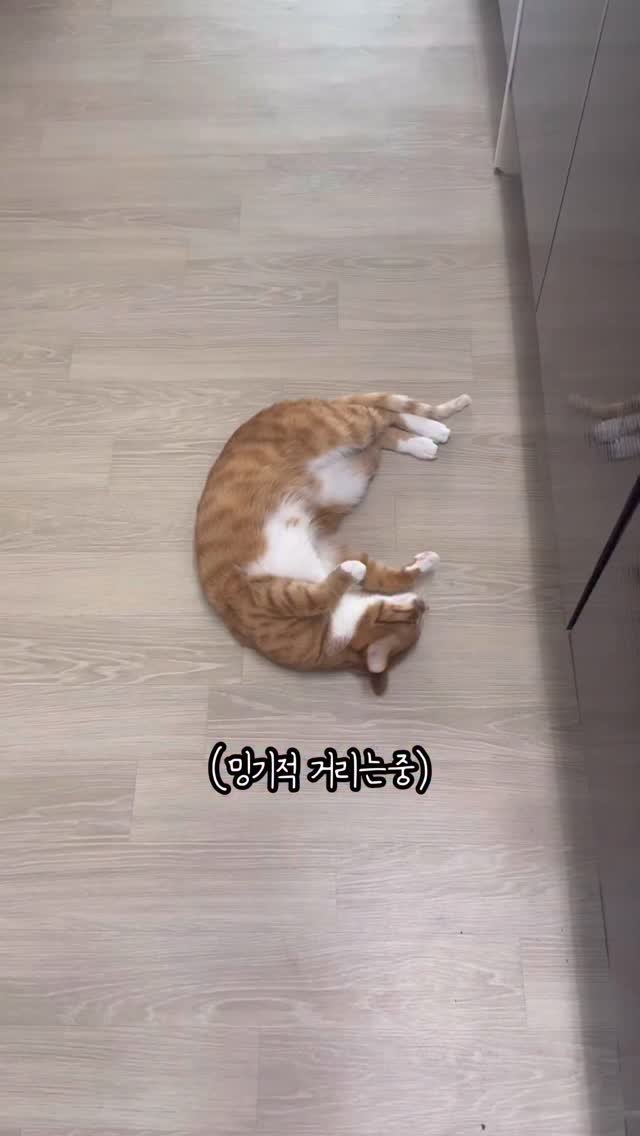 just_yi_yo 게시물 이미지: 여비 최애간식 공구 9일까지 입니다!! 링크에 걸어놨으용!황금푸딩 여비 니는 적당히...