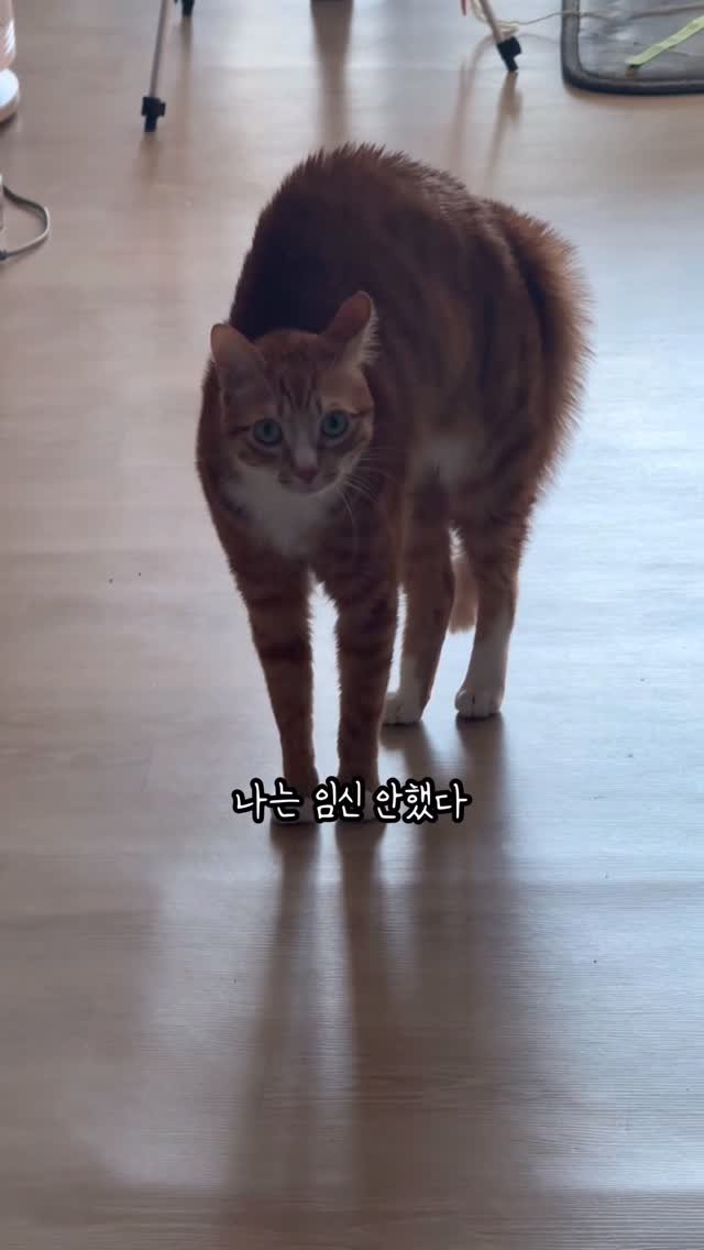 just_yi_yo 게시물 이미지: 아빠는 남자다 여비야
.
.
.
.
.
.
.
#고양이 #cat #catlover #냥이 #릴스
