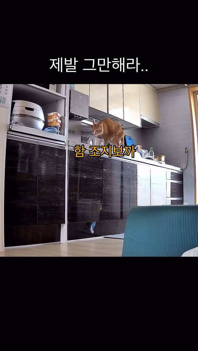 just_yi_yo 게시물 이미지: 얼음왕자 김여비 고마해라 춥다
.
.
.
.
.
.
#고양이 #cat...