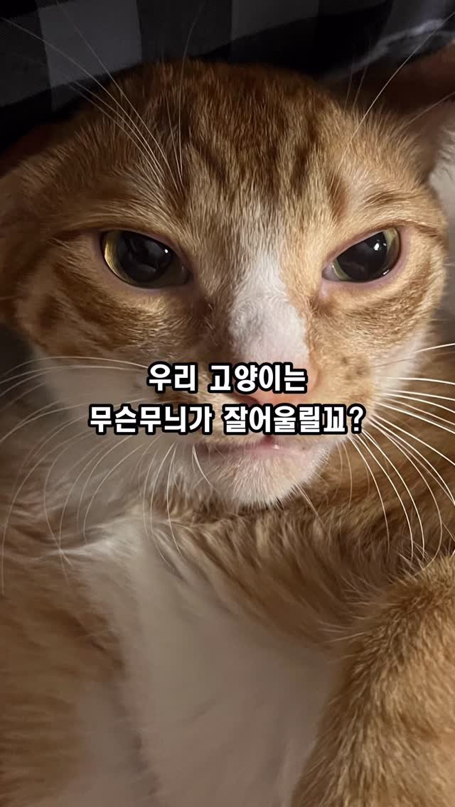 just_yi_yo 게시물 이미지: 여비야 잘어울리네🤪
.
.
.
.
.
.
.
#고양이 #cat #catlover...
