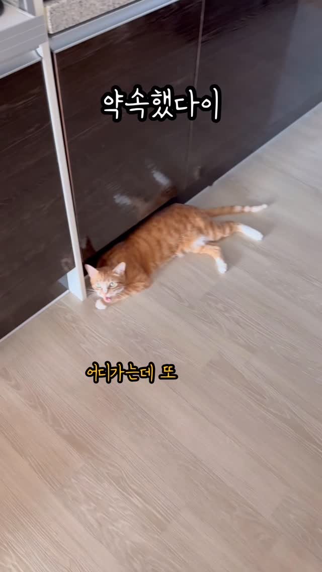 just_yi_yo 게시물 이미지: 출근 대신 해즐래?
.
.
.
.
.
.
#고양이 #cat #고양이일상 #냥스타그램 #냥이스타그램