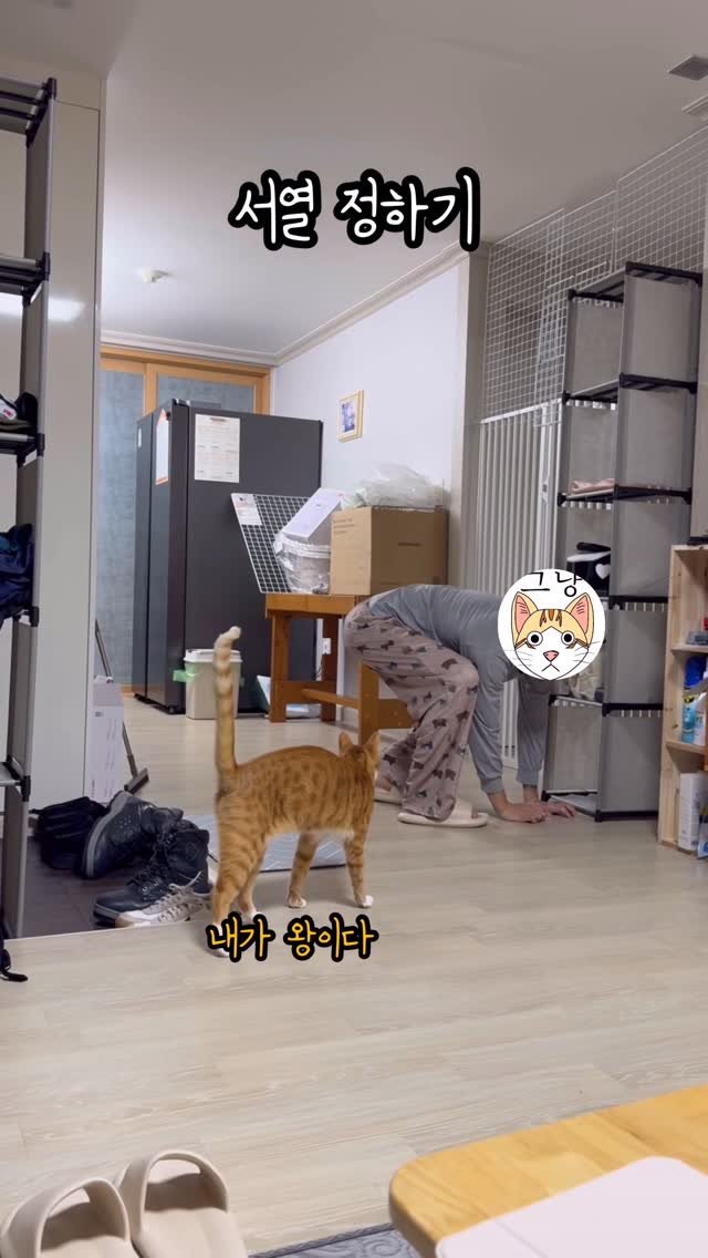 just_yi_yo 게시물 이미지: 물어뜯긴 복수다 김여비
.
.
.
.
.
#고양이 #cat #catlover...