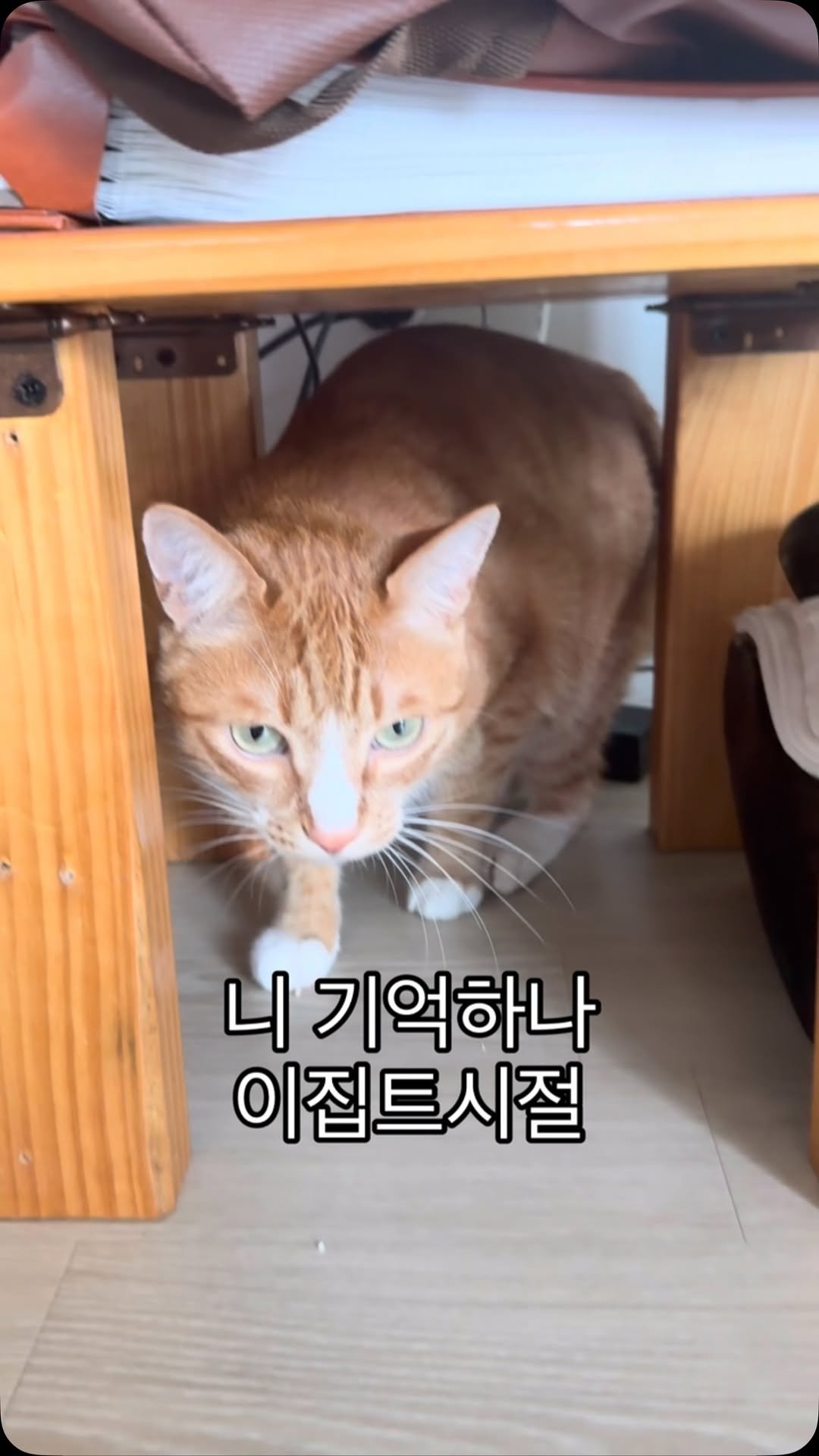 just_yi_yo 게시물 이미지: 애국가 틀어줄걸..
.
.
.
.
.
.
.
.
#고양이 #cat #catlover...