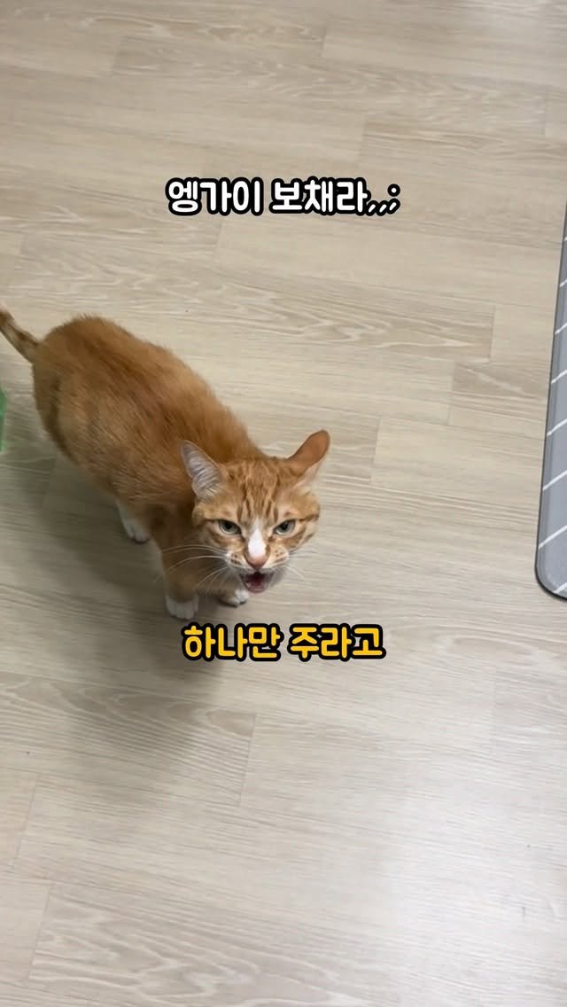 just_yi_yo 게시물 이미지: 김여비가 말 대꾸 하게 만드는 간식 공구합니다
(황금푸딩) 그리 맛있나 봅니다 우리...