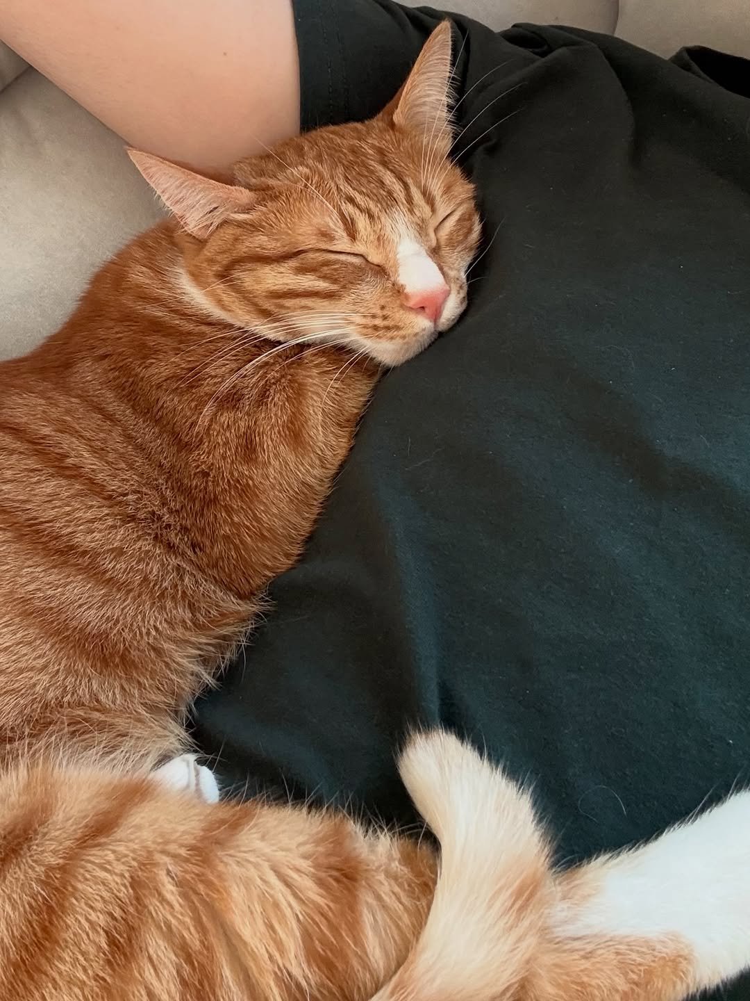 Photo by 그냥 on October 27, 2025. May be an image of sleeping, Abyssinian cat, kitten and text.