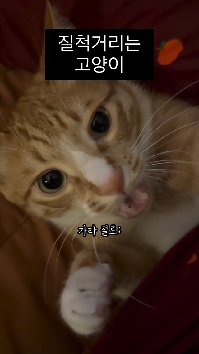 just_yi_yo 게시물 이미지: 내가 좋나 김여비 오래살자 재밋게🧚🏻‍♂️
.
.
.
.
.
.
.
.
#고양이...
