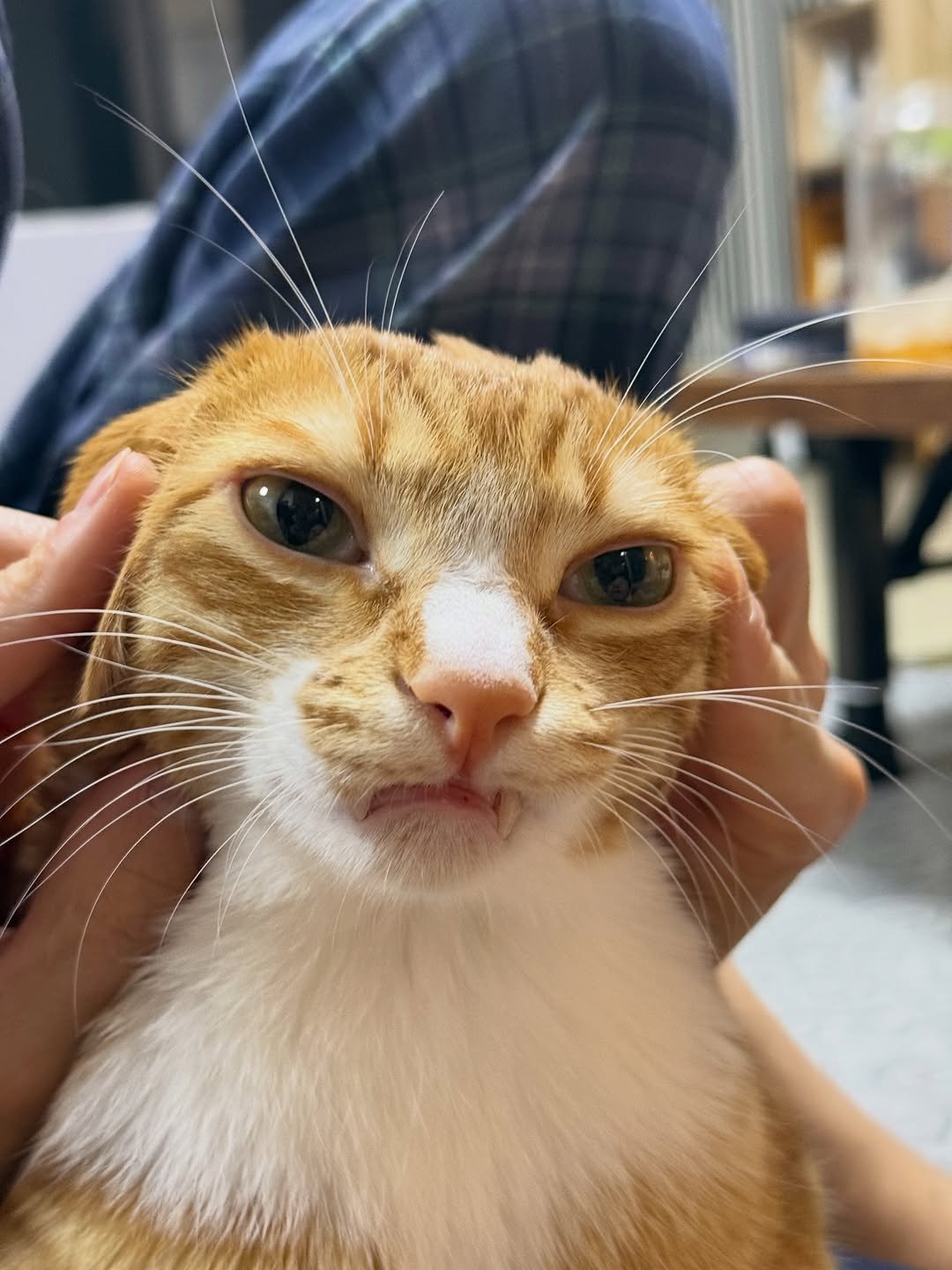 Photo by 그냥 on December 23, 2025. May be an image of Abyssinian cat, kitten and text.