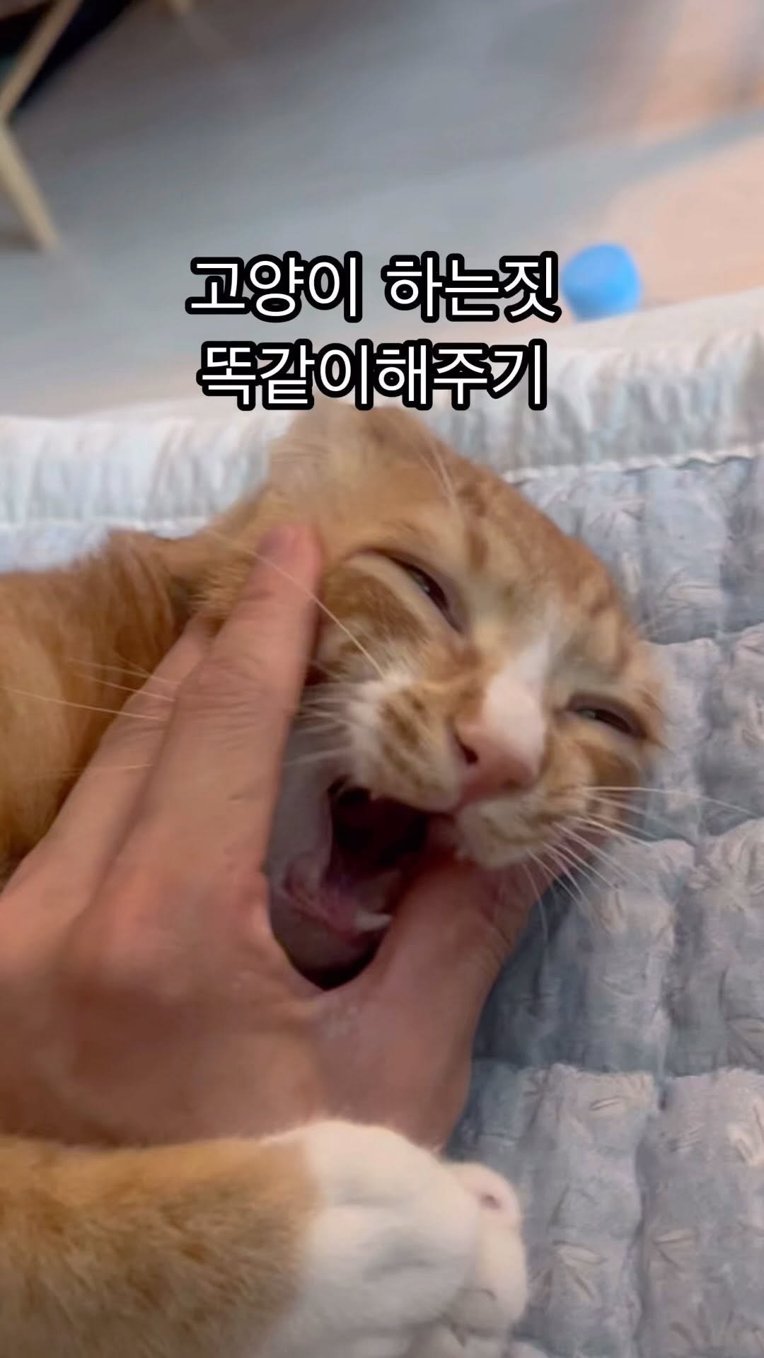 just_yi_yo 게시물 이미지: 김여비 내 기분을 쫌 알겠나ㅡㅡ 
.
.
.
.
.
.
.
.
.
#고양이...