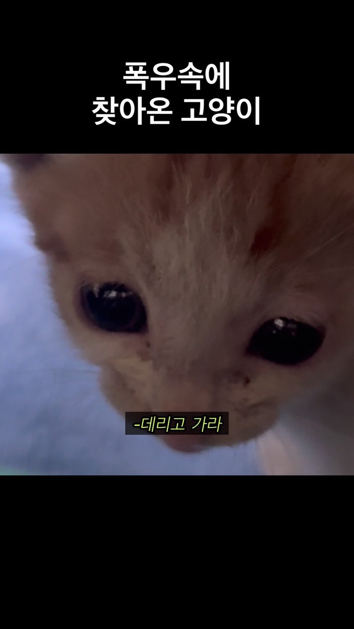 just_yi_yo 게시물 이미지: 건강해라이 (풀버전은 유튜브에 있숩니다)
.
.
.
.
.
.
.
.
#고양이...