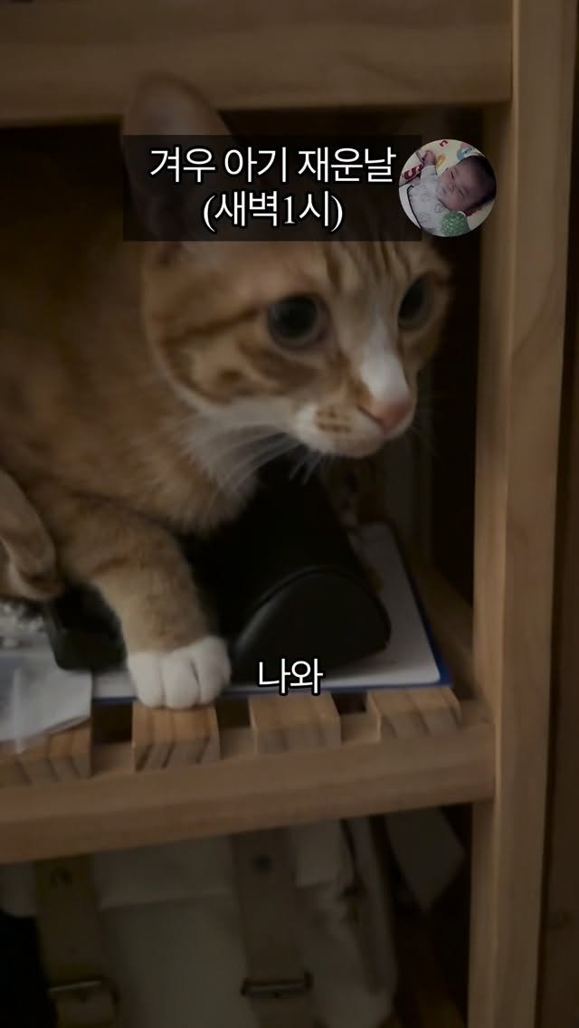 just_yi_yo 게시물 이미지: 니 공간 엄청 많은데 왜 자꾸 정글의법칙 찍노;
.
.
.
.
.
.
.
#고양이...