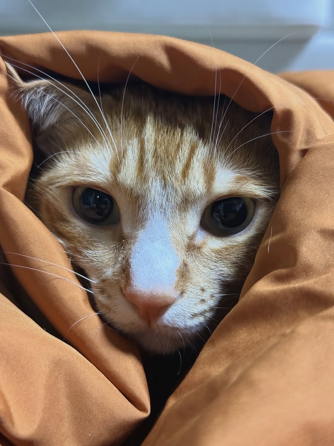 Photo by 그냥 on March 24, 2026. May be an image of Abyssinian cat, kitten and text.