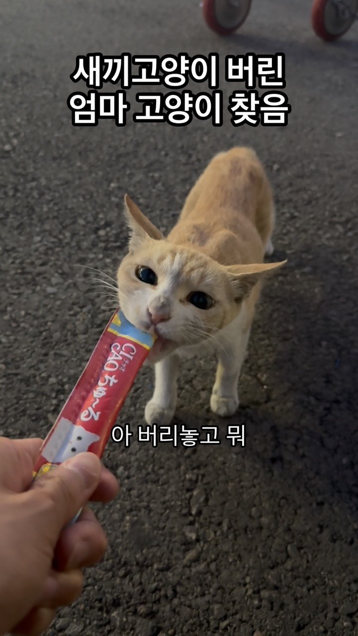 just_yi_yo 게시물 이미지: 밥은 먹고 살아야지 마이무라😁
.
.
.
.
.
.
.
.
#고양이 #cat...