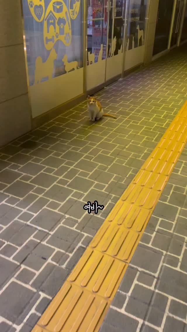 just_yi_yo 게시물 이미지: 또 보면 밥주께 하옹아 
.
.
.
.
.
.
.
.
#고양이 #냥 #냥스타그램...