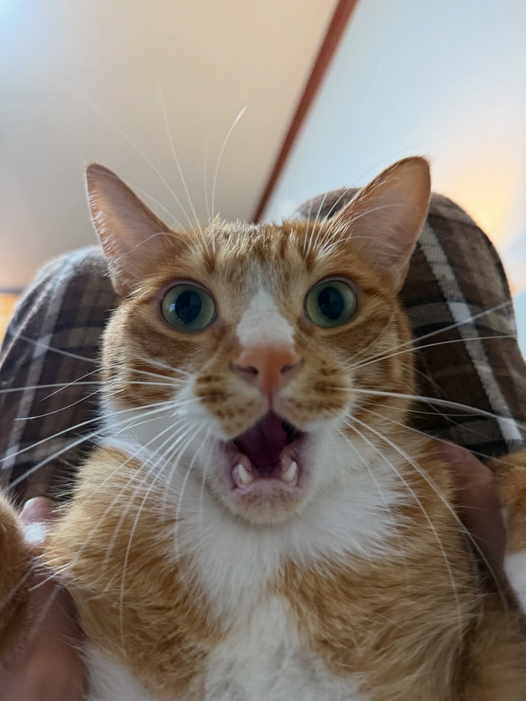 Photo by 그냥 on August 29, 2025. May be an image of Abyssinian cat, kitten and text.
