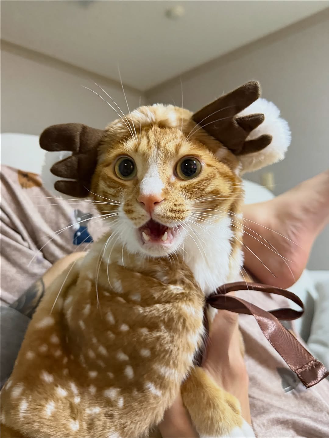 Photo by 그냥 on November 09, 2025. May be an image of Abyssinian cat, kitten, costume and text.