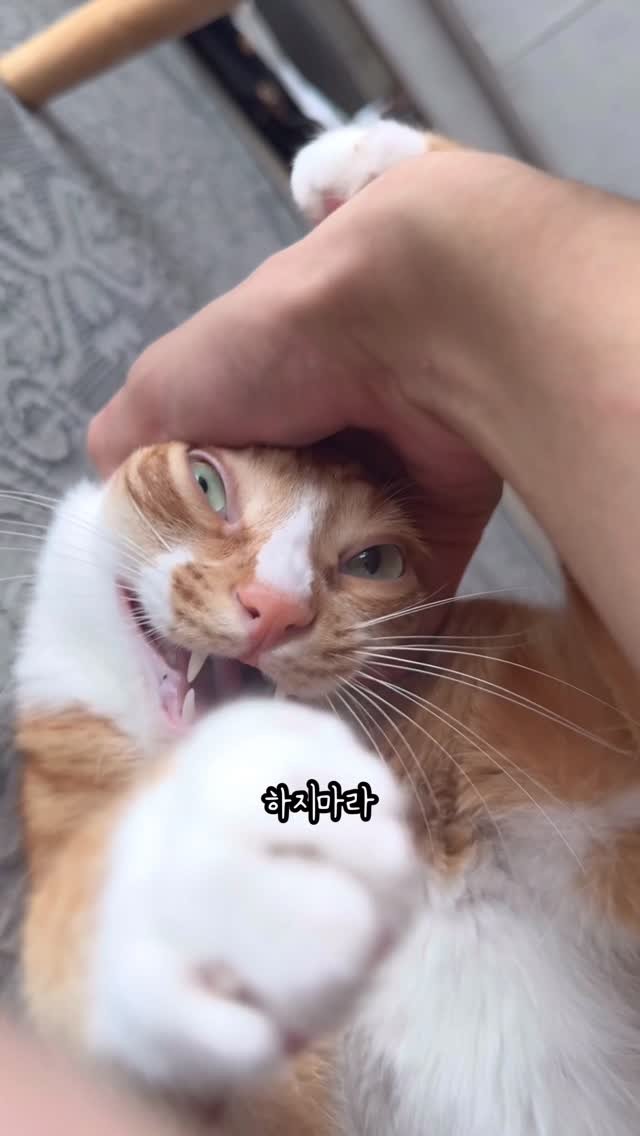 just_yi_yo 게시물 이미지: 이사 적응 와이리 빠르노...
.
.
.
.
.
.
.
.
#고양이 #cat...