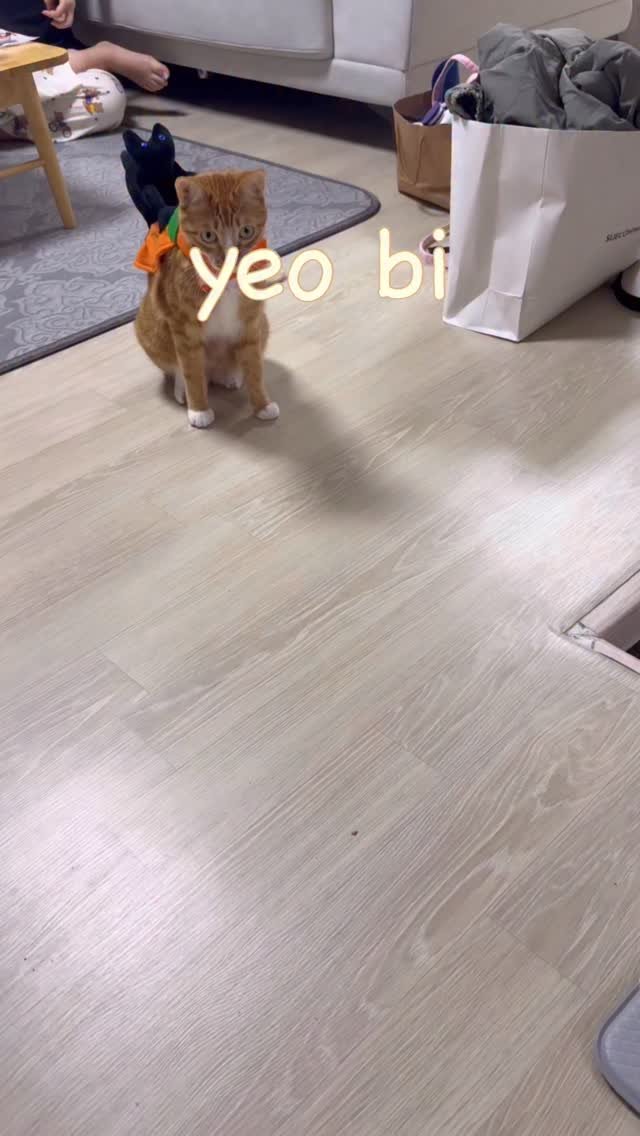 just_yi_yo 게시물 이미지: 여비 깜디랑 잘 어울리네
.
.
.
.
.
.
.
#용훈 #cat #catlover...