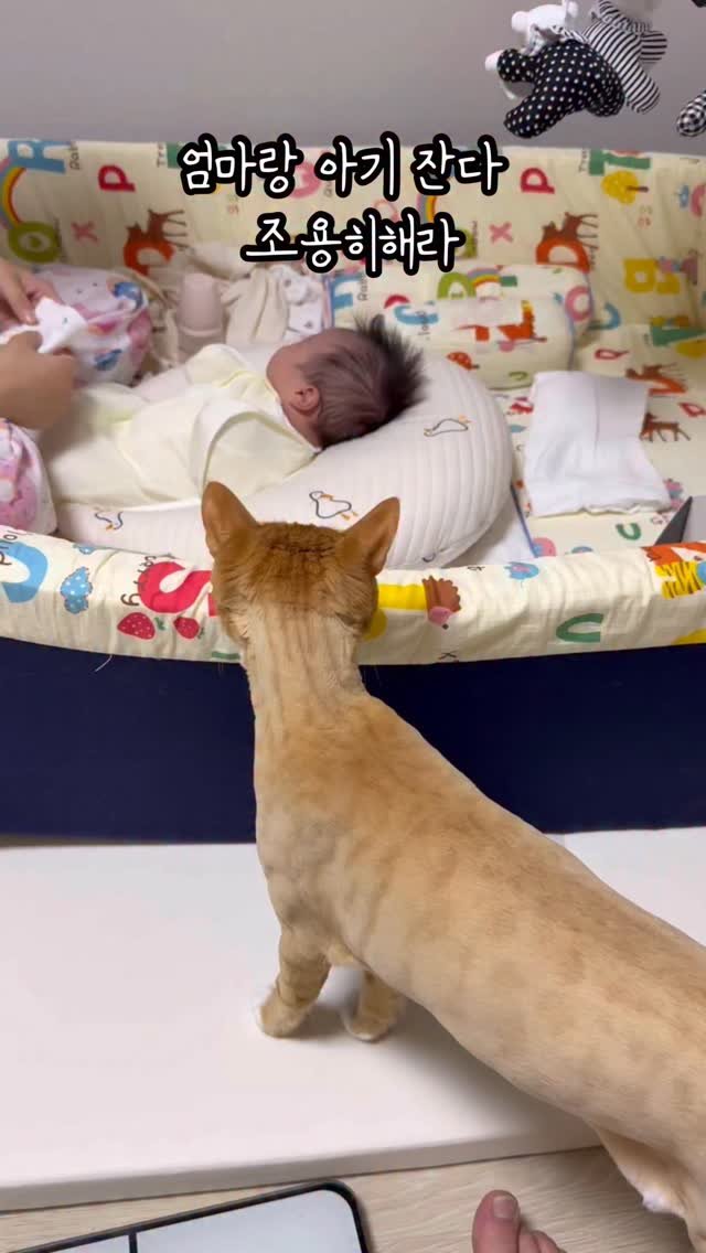 just_yi_yo 게시물 이미지: 1.일 퇴근2.육아 퇴근3.캣타워출근🧚🏻‍♂️
.
.
.
.
.
.
.
#고양이...