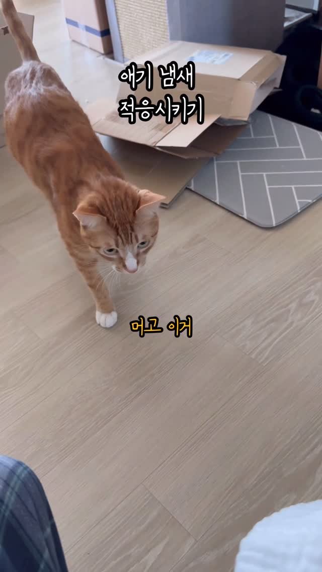 just_yi_yo 게시물 이미지: 오늘은 여비 피부 검사받는날!!과연...
.
.
.
.
.
#고양이 #cat...