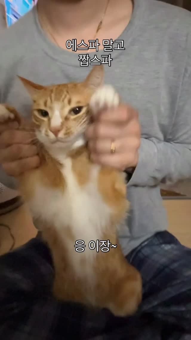 just_yi_yo 게시물 이미지: 남들안하는 챌린지)
.
.
.
.
.
.
.
#고양이 #cat #냥스타그램 #냥이 #릴스