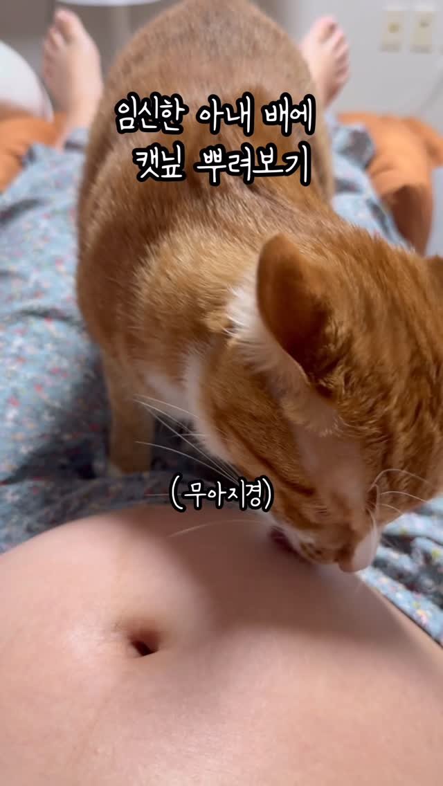 just_yi_yo 게시물 이미지: 여비 내만 무는걸로 오케이
.
.
.
.
.
.
.
.
.
.
#고양이 #cat...