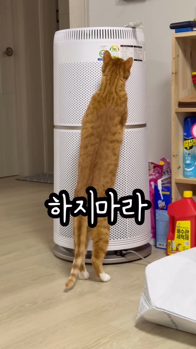 just_yi_yo 게시물 이미지: 가마이쓰라...
.
.
.
.
.
.
.
.
#고양이 #고양이일상 #고양이집사...