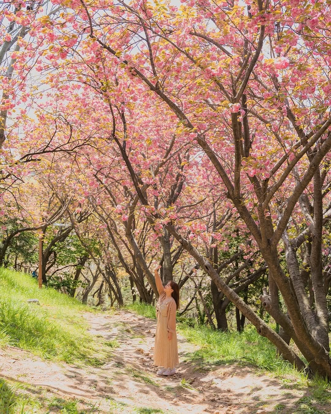 juuuyomi_ 게시물 이미지: 지금 아니면 놓치기 아쉬운 계절, 전국 겹벚꽃 명소 5곳만 모아봤어요 ✨

풍성하게...