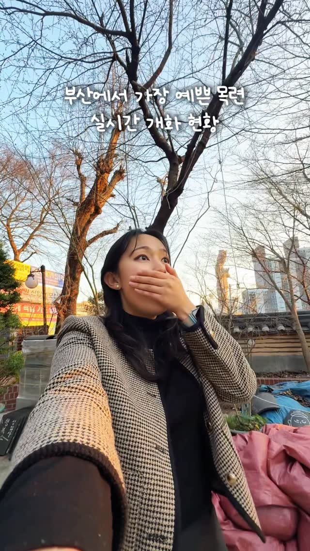 juuuyomi_ 게시물 이미지: (26.3.21 개화현황) #실시간 부산 목련!!!
부산에서 목련으로 제일 예쁜 곳...