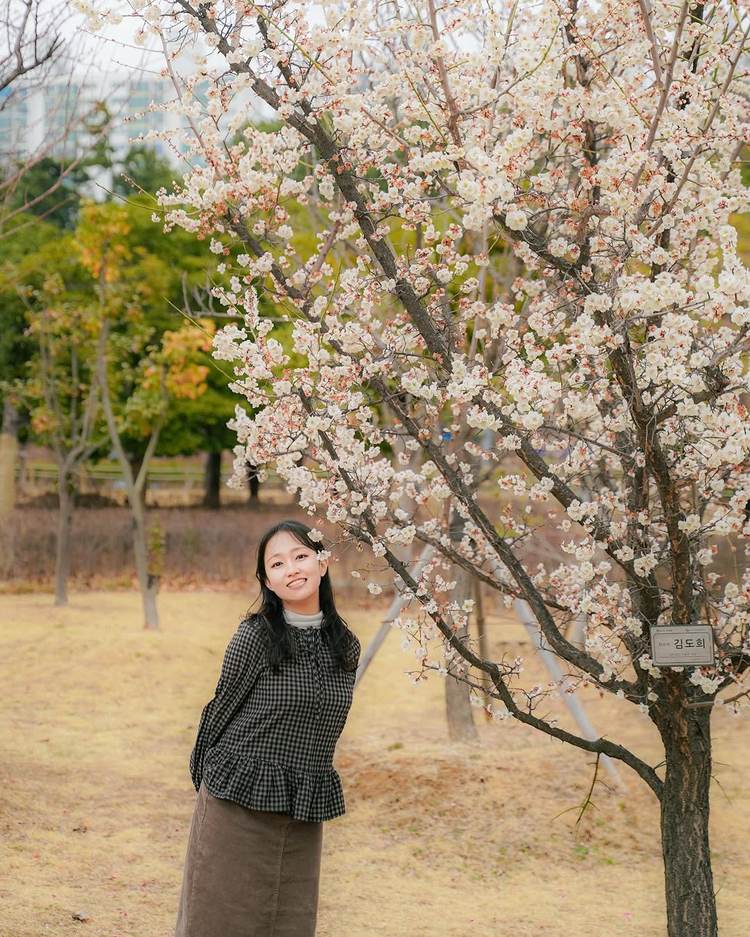 Photo by 주영이랑 | 여행크리에이터 on March 03, 2026. May be an image of stone-fruit tree, outdoors and text.