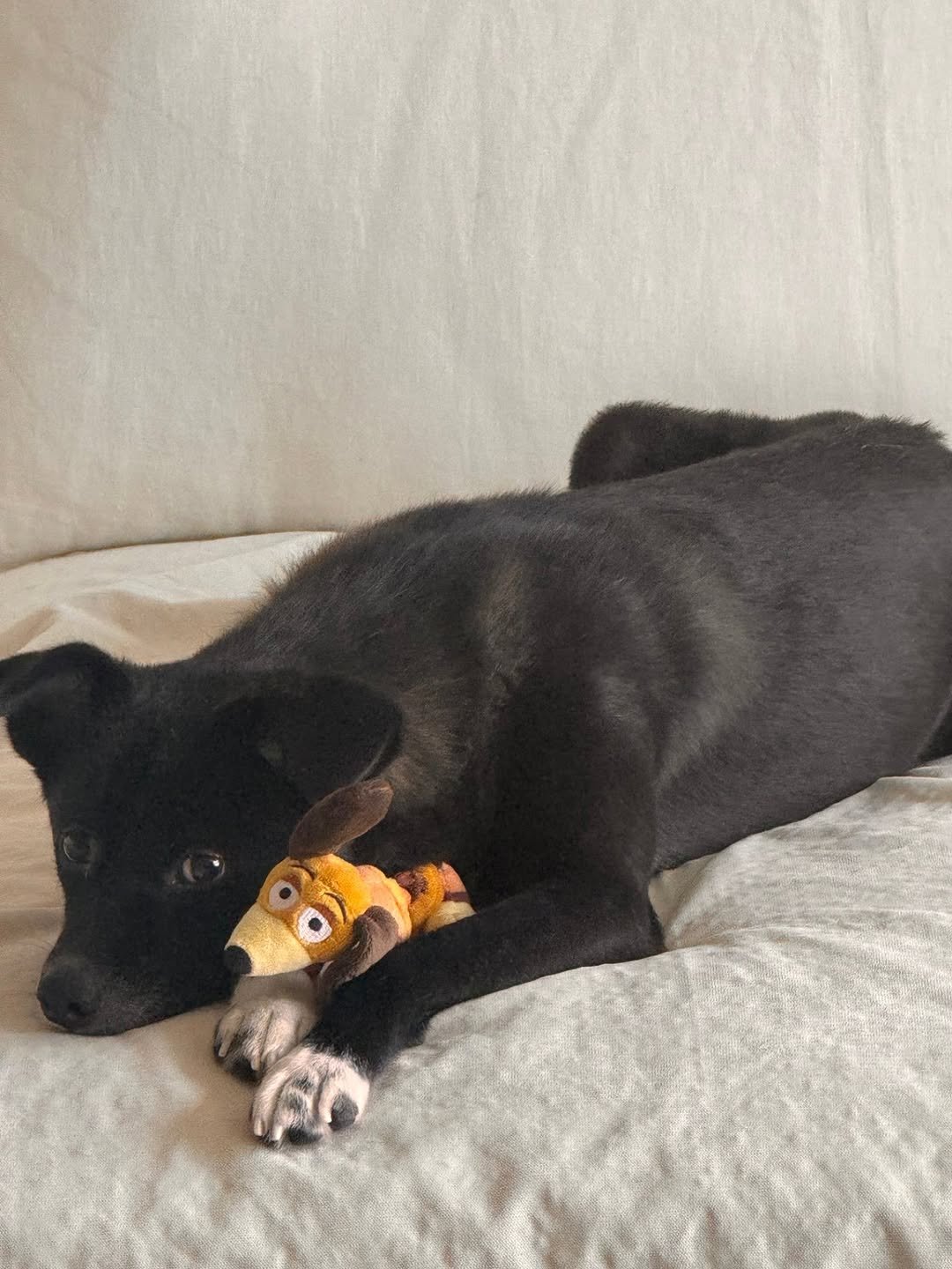 Photo by 정연 (JEONGYEON) on August 20, 2025. May be an image of collie, toy and text.