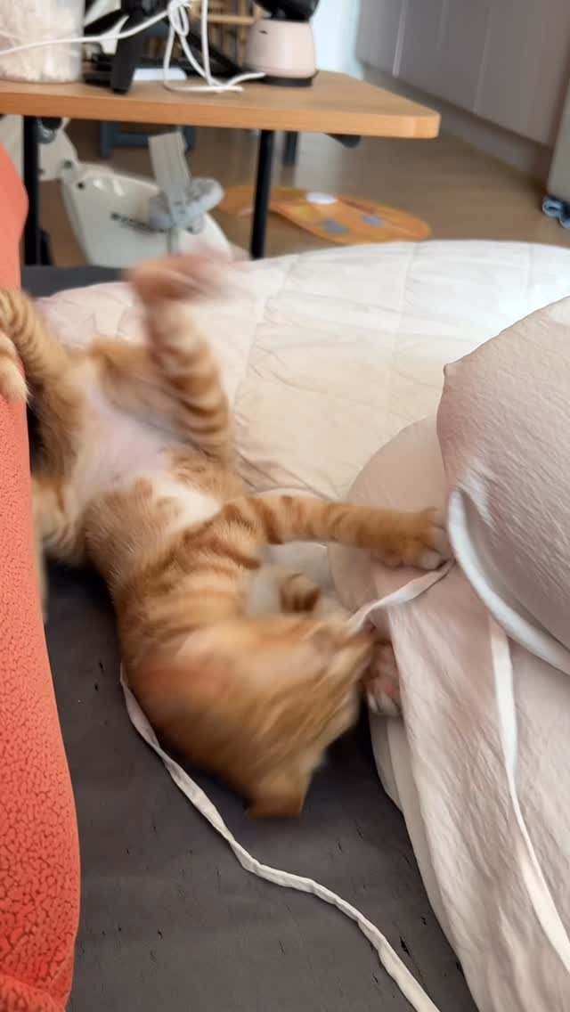 k.geumdong2 게시물 이미지: 베이비금동.........