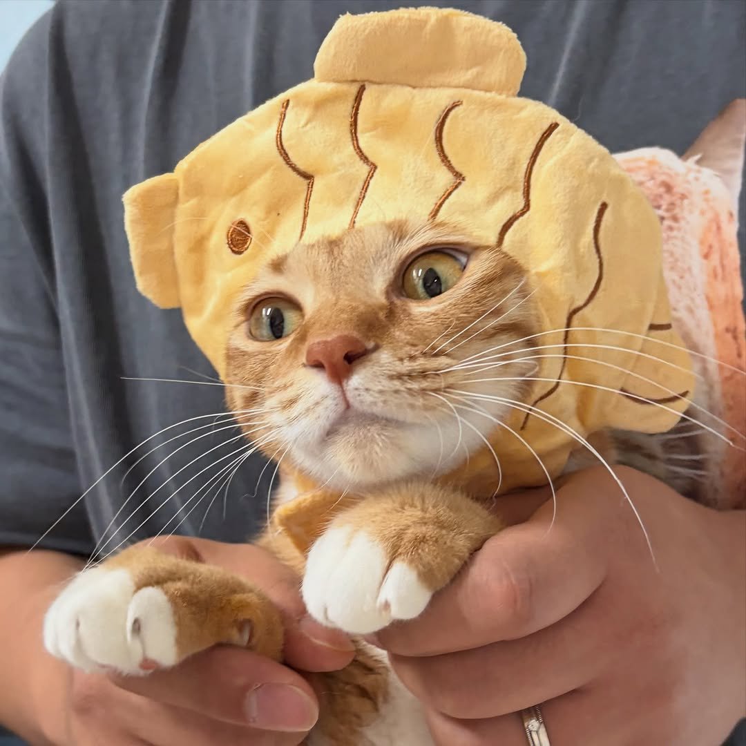 Photo shared by 💋💄슈퍼 아이돌 공주님 김금동🎤🐈 on December 24, 2025 tagging @princess_p.xia. May be an image of ragdoll cat, Abyssinian cat, kitten and text.