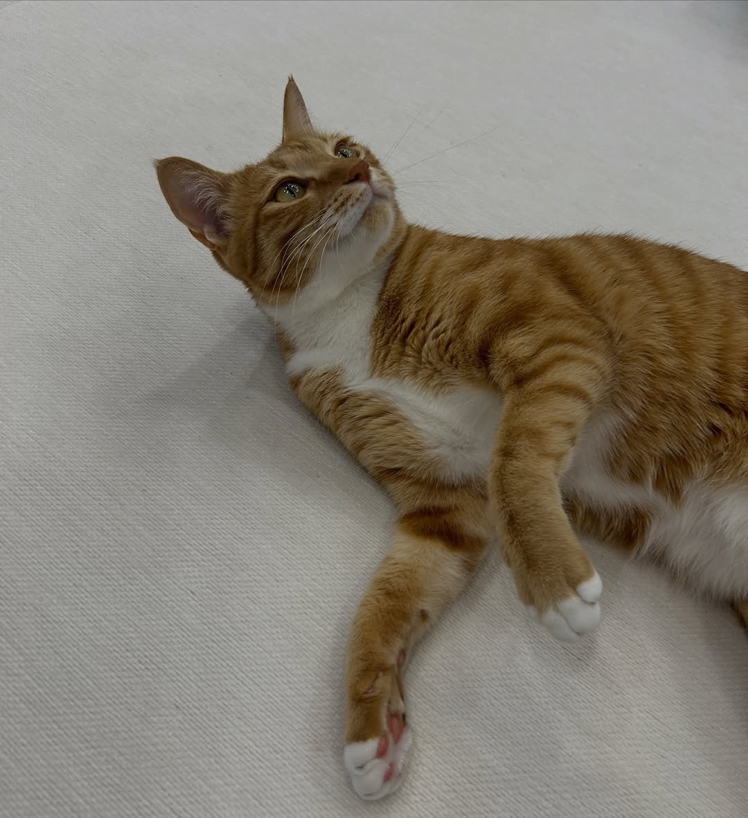 k.geumdong2 게시물 이미지: 내고양이알음다워........