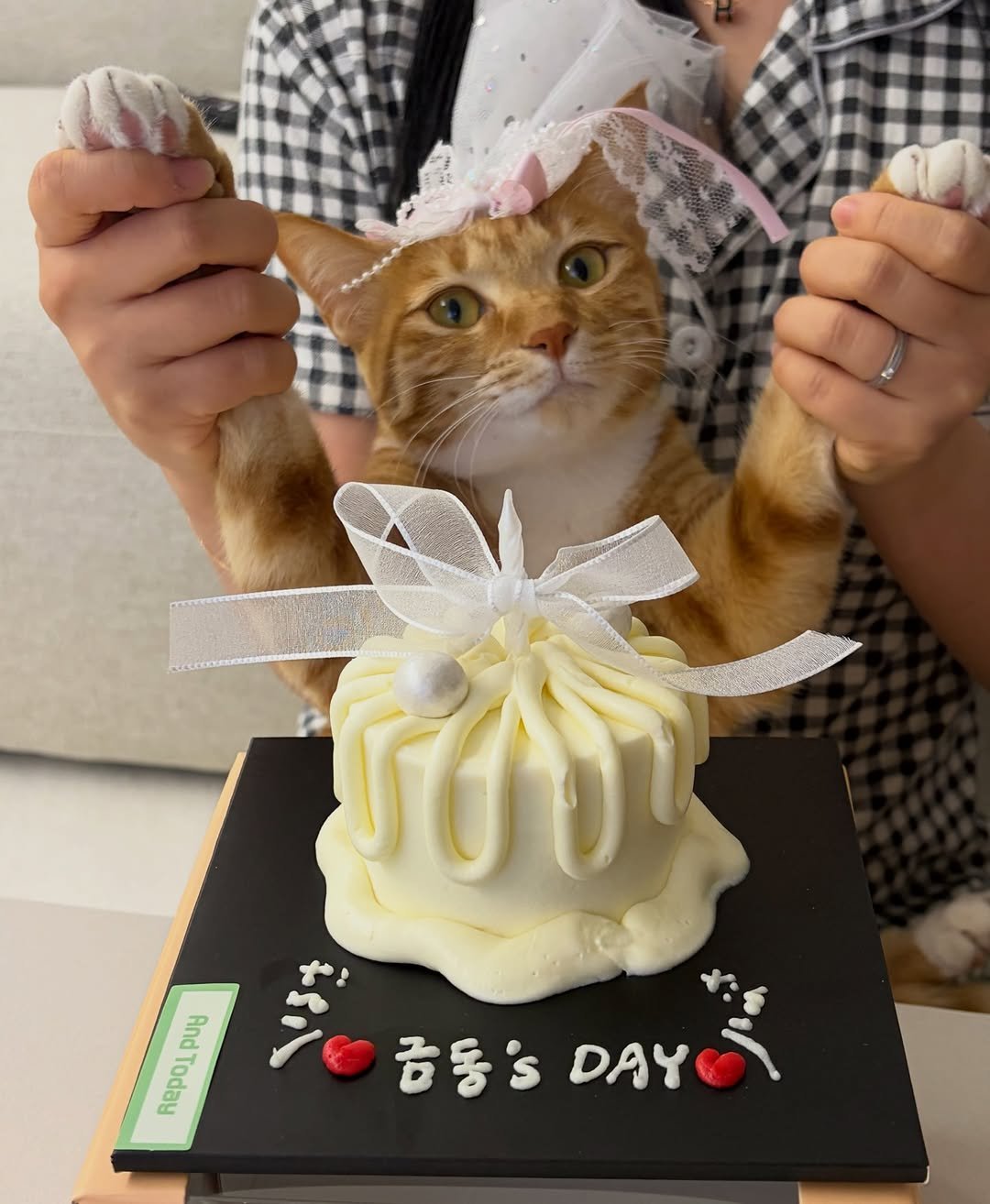 Photo by 💋💄슈퍼 아이돌 공주님 김금동🎤🐈 on March 12, 2026. May be an image of Abyssinian cat, kitten, cake and text that says 'PUy nepo, Repoj ۵ 금동's DAYO! o동SDAYOT DAY'.