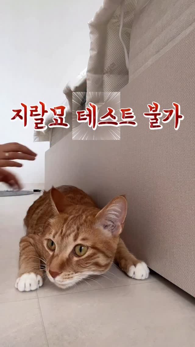 k.geumdong2 게시물 이미지: 안때려주면 지랄함