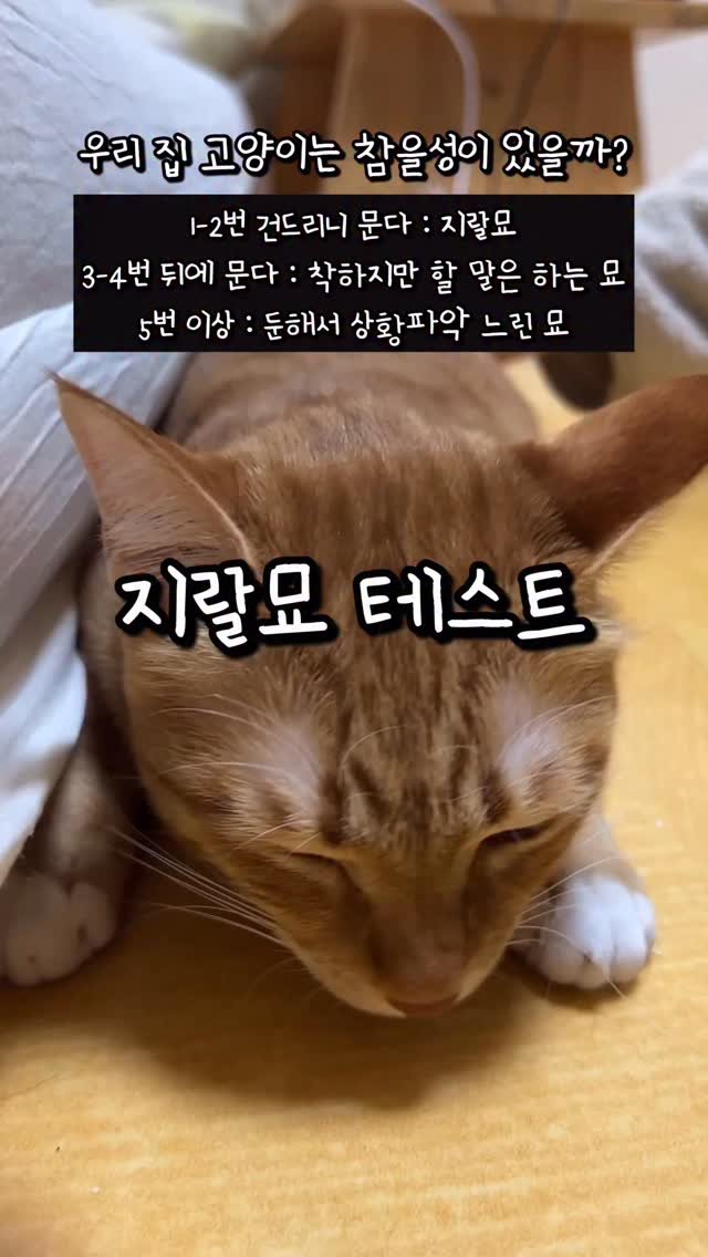 k.geumdong2 게시물 이미지: 말 많은 고양이 당첨 ㅋㅋㅋㅋㅋㅋ