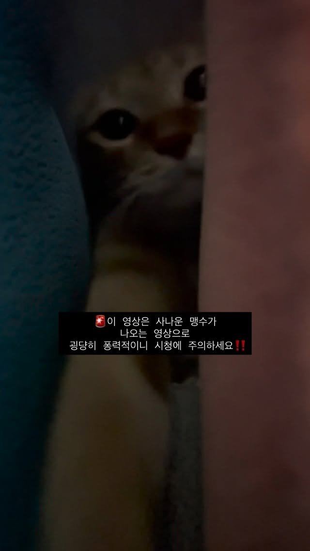 k.geumdong2 게시물 이미지: ‼️경 고 쨩‼️ 맹수주의🚨