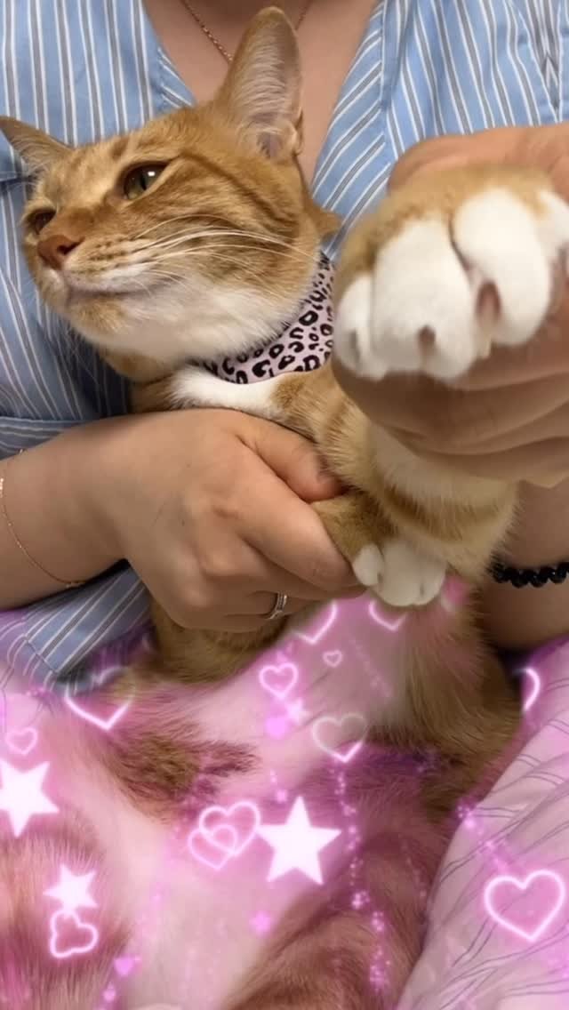 k.geumdong2 게시물 이미지: 파라파라 묘직뱅크ver.
