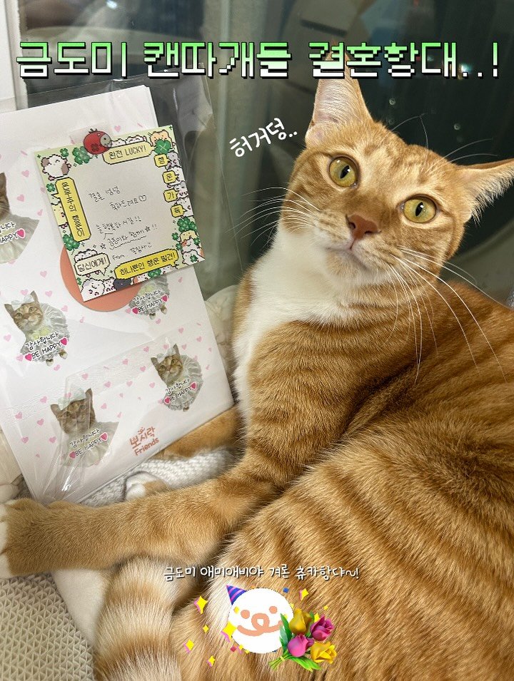 Photo shared by 💋💄슈퍼 아이돌 공주님 김금동🎤🐈 on October 23, 2025 tagging @pposirak_official. May be an image of cat and text.