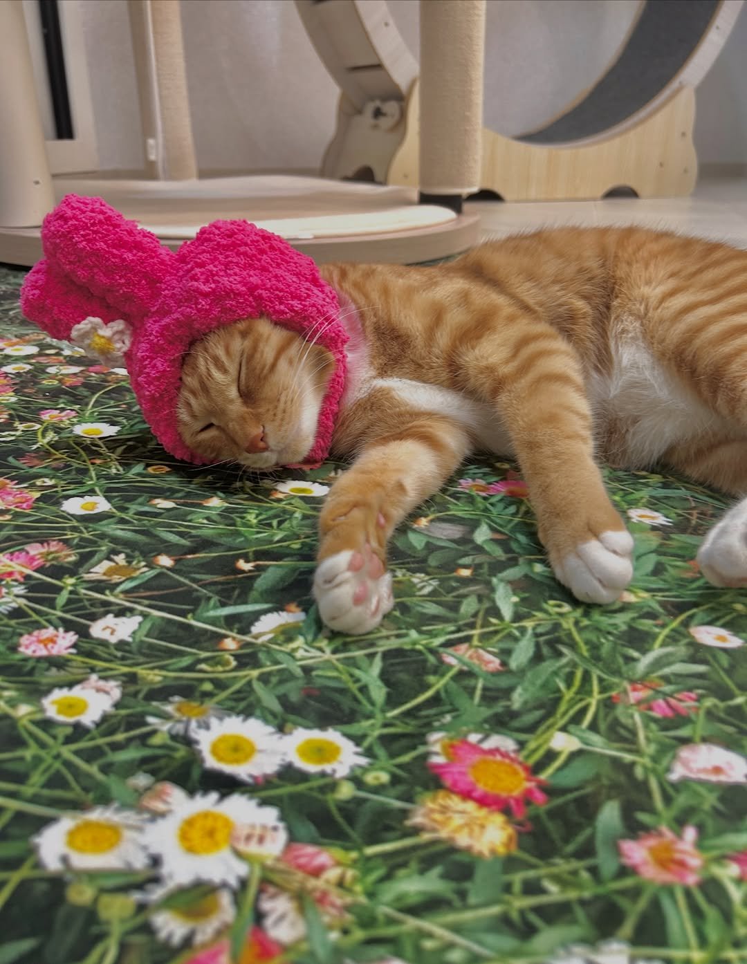 Photo by 💋💄슈퍼 아이돌 공주님 김금동🎤🐈 on March 13, 2026. May be an image of sleeping, kitten, Abyssinian cat, hat and text.