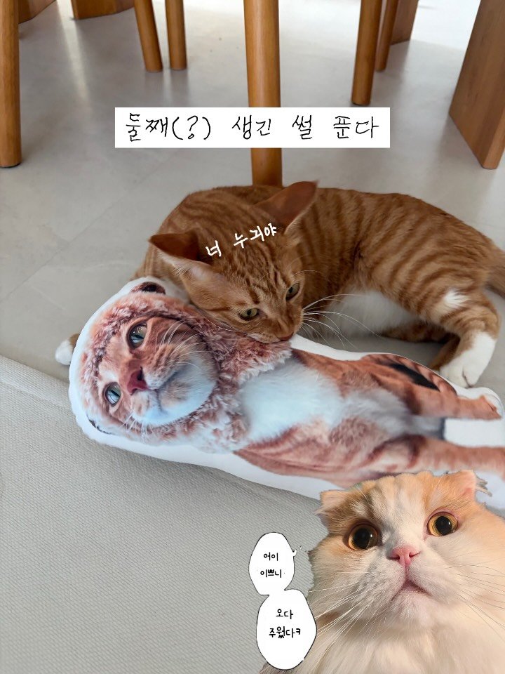 k.geumdong2 게시물 이미지: @my_minou_official 

금도미네 이사 축하 노란장판 탈출 기념...