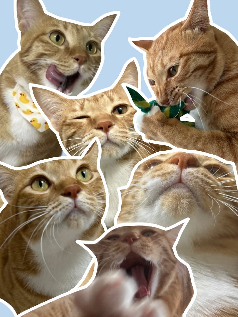 Photo by 💋💄슈퍼 아이돌 공주님 김금동🎤🐈 on November 06, 2025. May be an image of cat.